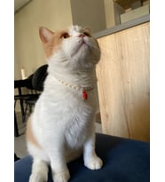 Yılbaşı Noel Yeniyıl İnci Boncuk Kolye- Kedi/ Küçük-Orta Irk Köpek Tasması (03)
