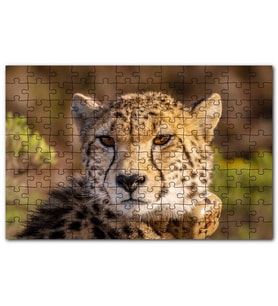 Cakapuzzle Çita Yakın Çekim Flu Savana Arkaplan Puzzle Yapboz MDF (Ahşap) (500 Parça)