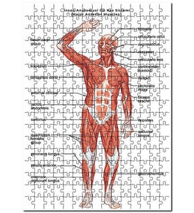 Cakapuzzle İnsan Anatomusi Ön Kas Sistemi  Puzzle Yapboz MDF (Ahşap) (255 Parça)