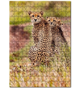 Cakapuzzle Doğada Çita Ailesi Görseli Puzzle Yapboz MDF (Ahşap) (1000 Parça)