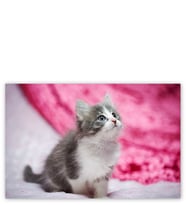 Ahşap Tablo Gri Beyaz Yavru Kedi