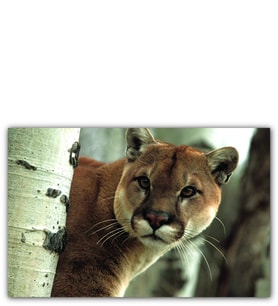 Ahşap Tablo Doğadaki Puma