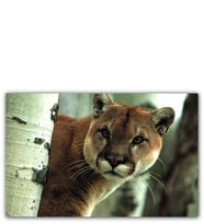 Ahşap Tablo Doğadaki Puma