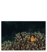 Ahşap Tablo Anemonlar Ve Palyaço Balığı