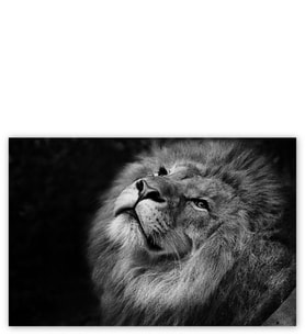 Ahşap Tablo Erkek Aslan Siyah Zemin Monochrome