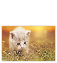 Ahşap Tablo Yavru Kedi Ve Çimenler