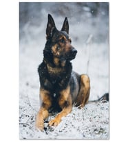 Ahşap Tablo Karlar Üzerinde Kurt Köpeği