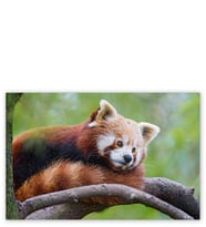 Ahşap Tablo Daldaki Kızıl Panda