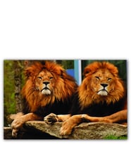 Ahşap Tablo İki Aslan