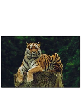 Ahşap Tablo Kütüğün Üzerindeki Bengal Kaplanı