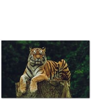 Ahşap Tablo Kütüğün Üzerindeki Bengal Kaplanı