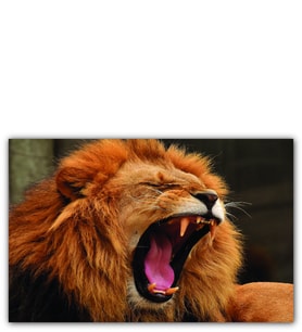 Ahşap Tablo Aslan Esneyen