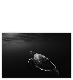 Ahşap Tablo Deniz Kaplumbağası Sualtı Monochrome