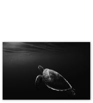Ahşap Tablo Deniz Kaplumbağası Sualtı Monochrome