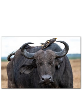Ahşap Tablo Buffalo Ve Sırtındaki Kuş Arkadaşları