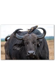 Ahşap Tablo Buffalo Ve Sırtındaki Kuş Arkadaşları