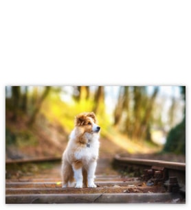 Ahşap Tablo Shetland Çoban Köpeği