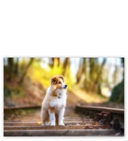 Ahşap Tablo Shetland Çoban Köpeği