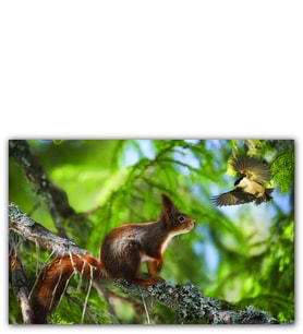 Ahşap Tablo Sincap Kuş Muhabbeti