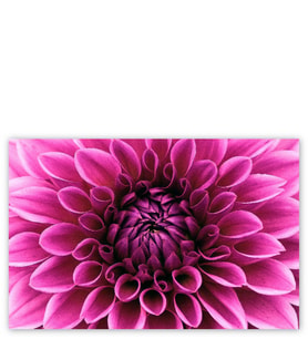 Ahşap Tablo Pembe Dahlia Çiçeği Yakın Plan