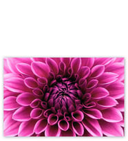 Ahşap Tablo Pembe Dahlia Çiçeği Yakın Plan