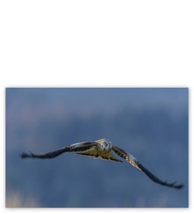 Ahşap Tablo Uçan Kartal