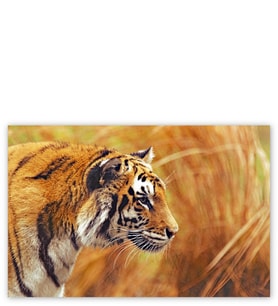 Ahşap Tablo Bengal Kaplanı