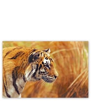 Ahşap Tablo Bengal Kaplanı
