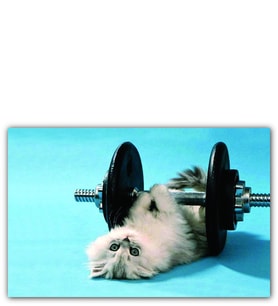 Ahşap Tablo Kedi Ve Dambıl