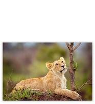 Ahşap Tablo Dişi Genç Aslan