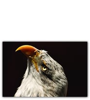Ahşap Tablo Kel Kartal Kuşu