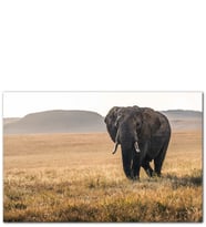 Ahşap Tablo Çayırlarda Afrika Fili