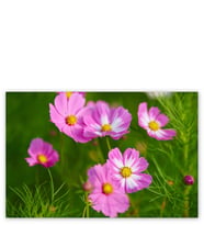 Ahşap Tablo Pembe Beyaz Çiçekler