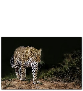 Ahşap Tablo Karanlıktaki Java Leoparı