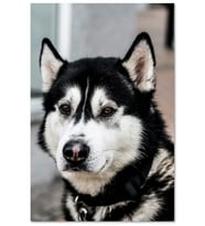 Ahşap Tablo Siyah Beyaz Husky Köpeği