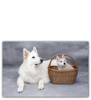 Ahşap Tablo İsviçre Çoban Köpeği Yavrusu