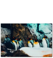 Ahşap Tablo Kral Penguenleri