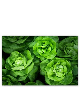 Ahşap Tablo Yeşil Marullar