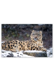 Ahşap Tablo Dişi Kar Leoparı