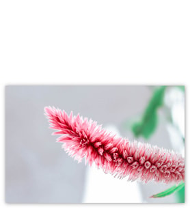 Ahşap Tablo Pembe Beyaz Çiçek Makro