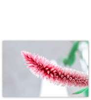 Ahşap Tablo Pembe Beyaz Çiçek Makro
