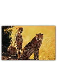 Ahşap Tablo Çift Leopar