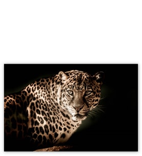 Ahşap Tablo Leopar Siyah Arkaplan