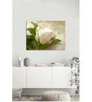 Tablosan  Beyaz Gül Fotoğraf Kanvas Tablo - A-03-310