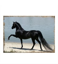 Ahşap Tablo Siyah At