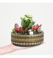 Ring Saksıda Beyaz Kalanchoe Teraryum