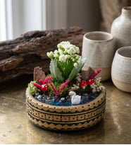 Ring Saksıda Beyaz Kalanchoe Teraryum
