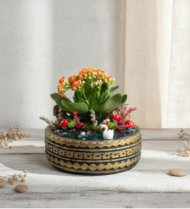 Ring Saksıda Turuncu Kalanchoe Teraryum