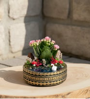 Ring Saksıda Pembe Kalanchoe Teraryum