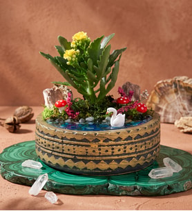 Ring Saksıda Sarı Kalanchoe Teraryum